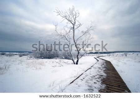 A white winter landscape