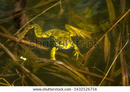 green frog sitting in a swamp