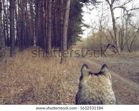 Wolf in the wild. Back view