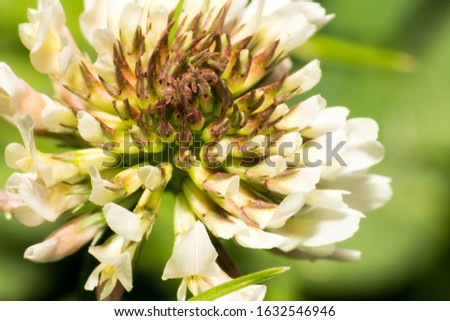 Macro picture of the red clover flower, although it is yellow because it is dry