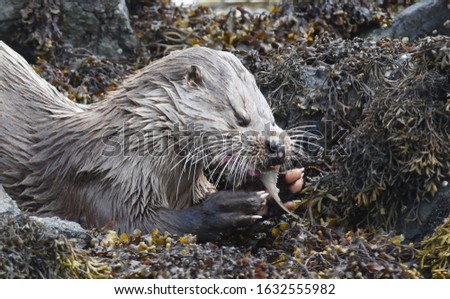 Wild otter on the Isle of Mull, Scotland.
