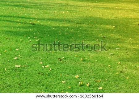 Green grass texture and background use for copy space seamless grassland and stadium grass