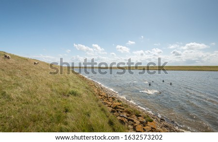 Former Dutch estuary Oosterschelde as seen from the embankment near the village Kerkwerve, Zeeland. Black colored coots in the water swim away from the photographer. It is a sunny day in summertime.