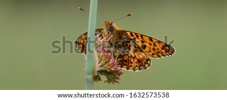 Small Pearl-bordered Fritillary butterfly, Bentley Wood, Wiltshire, UK