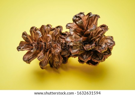 close up of pine cones on yellow background