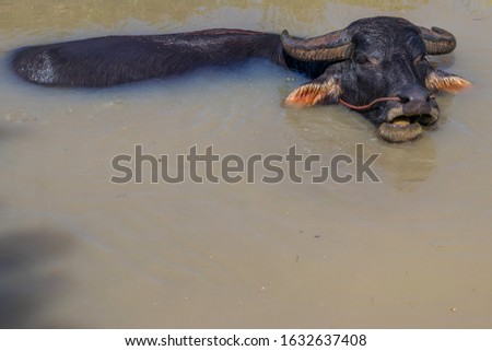 Water buffalo enjoy being in water.