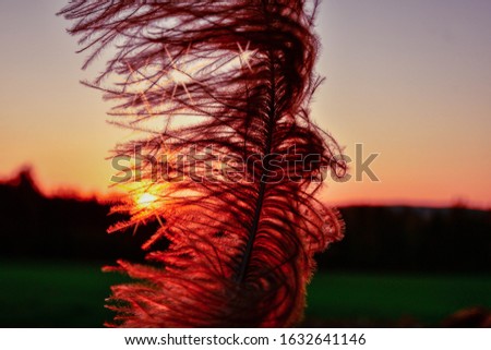 Strauss feather in sunset in golden light
