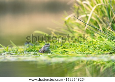 Frog in the pond shooting at water level