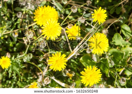 Yellow dandelions in the wild field, green background