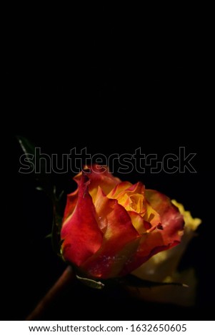 an orange, fresh, long-stemmed rose protrudes from below into the picture, against a black background with plenty of space for text in portrait format, with water and ice on the rose