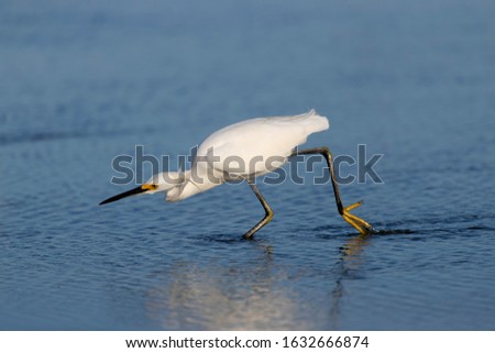 White heron (Ardea alba), fishing, Siesta Key, Sarasota, Florida, USA.