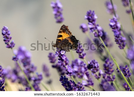 Colorful Butterfly on the blooming lavender flowers 
