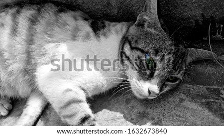 Cat black and white background photo
