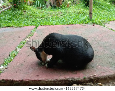 the black cat is eating while sitting