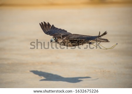 A falcon on the fly for the big meal.