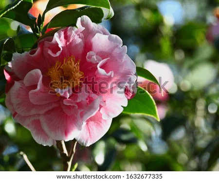 Pink and White Striped Camellia on a Stem with Leaves and Bokeh Background