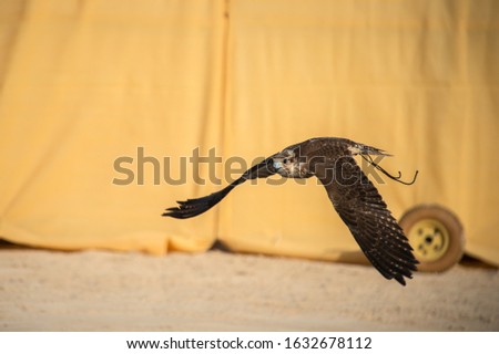 A powerfull falcon on the fly for the meal. 