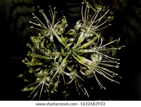 Blossoms of a snake plant isolated on black