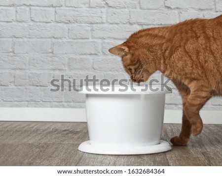  Thirsty ginger cat drinking water from a pet drinking fountain. Side view with copy space.