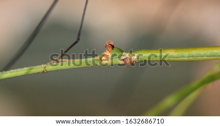 Portrait of the stick insect Ramulus nematodes" blue " close-up Royalty-Free Stock Photo #1632686710