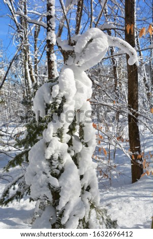 Winter landscape  spruce trees in Shefford mountain, Eastern township  Quebec, Canada