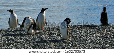 different penguines at the antarctic peninsula