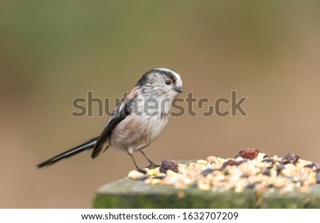 Long-tailed tit. (Scientific name: Aegithalos caudatus).  Close up of one adult Long-tailed tit in winter feeding on seeds and nuts.  Clean background.  Horizontal.  Space for copy. Royalty-Free Stock Photo #1632707209