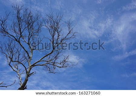 dry branches 