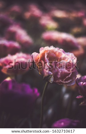 Dusty rose colored terry tulips, flower field in the Netherlands. Artistic filters used to emphasize romantic mood of the picture.