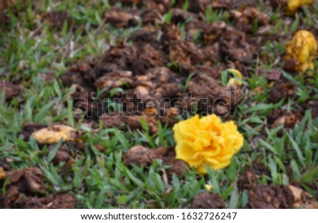 Non-focused beautiful scenery of yellow and dried cotton flowers falling on green yard