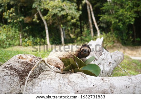 cute sloth tanning on a sunny day
