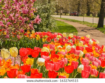 Tulips on the Bike Path-Horizontal. A  garden of tulips and a magnolia tree lead your eye down a pedestrian path next to a road in a recreation park.