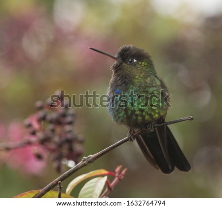 A green and multicolor hummingbird perch on a branch