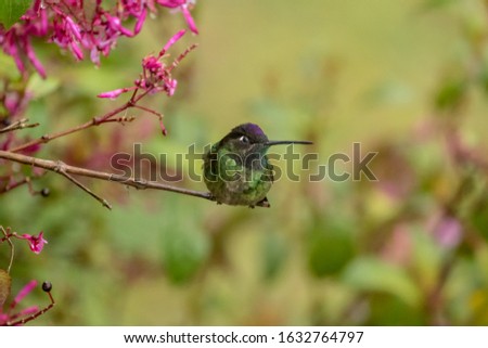 A green and multicolor hummingbird perch on a branch