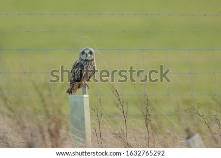 The short-eared owl is a species of typical owl. Owls belonging to genus Asio are known as the eared owls, as they have tufts of feathers resembling mammalian ears. 