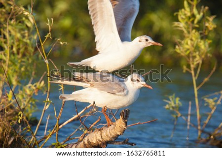 Gulls in Danube Delta, Romania
