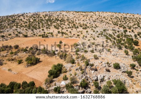 View from bottom upwards on tree massive, growing on mountain's body. Picture taken in Taurus mountains near famous mount Nemrut, Eastern Turkey