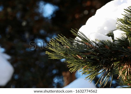 snow on a tree in the winter