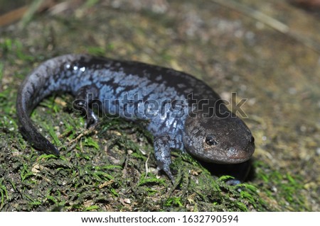 Colorful blue spotted Mole salamander macro portrait