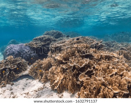 fish and coral of the great barrier reef