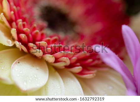 macro photo on white and red Gerbera flower petals covered by water drops.