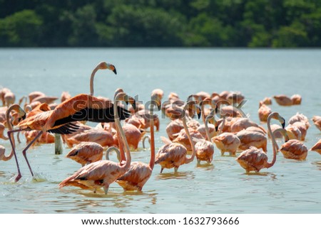 A wide angle shot of a flock of flamingoes in the water surrounded by trees