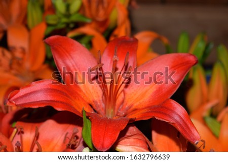 Close up picture of bright red and orange lily in full bloom.