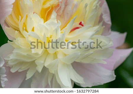 Pink blooming peony in the garden