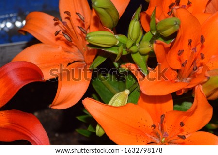 Picture of a couple lily buds in the middle of a full bloom lily plant.
