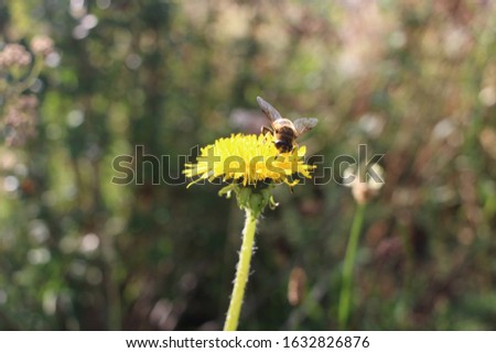 Summer time: A close up picture of a bee on a dandelion in the wild.