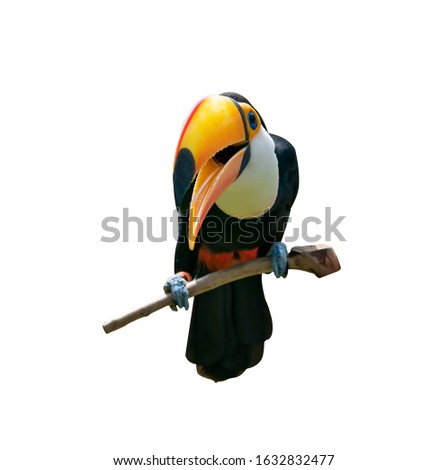 Toucan bird on a branch isolated on white