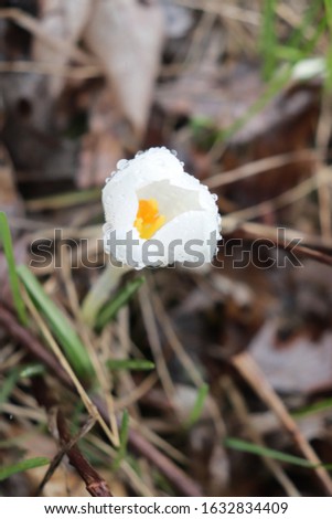 Franklin Vermont Flowers, White Crocus