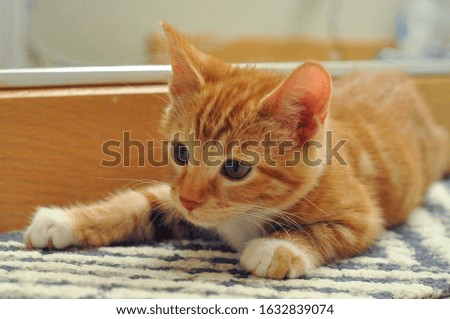 Orange Tabby American Short hair Cat playing