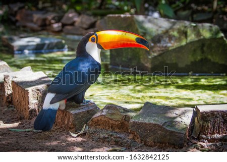A toucan at a  Bird Park (Parque Das Aves in Portugese), located in the town of Foz do Iguacu, near the famous Iguacu Falls right on the border between Brazil, Argentina and Paraguay.